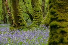 bluebells by Andy Hay