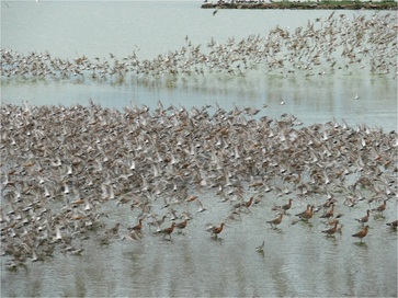 Snettisham waders by Laurence Rose