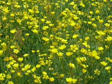 Field buttercups by Laurence Rose
